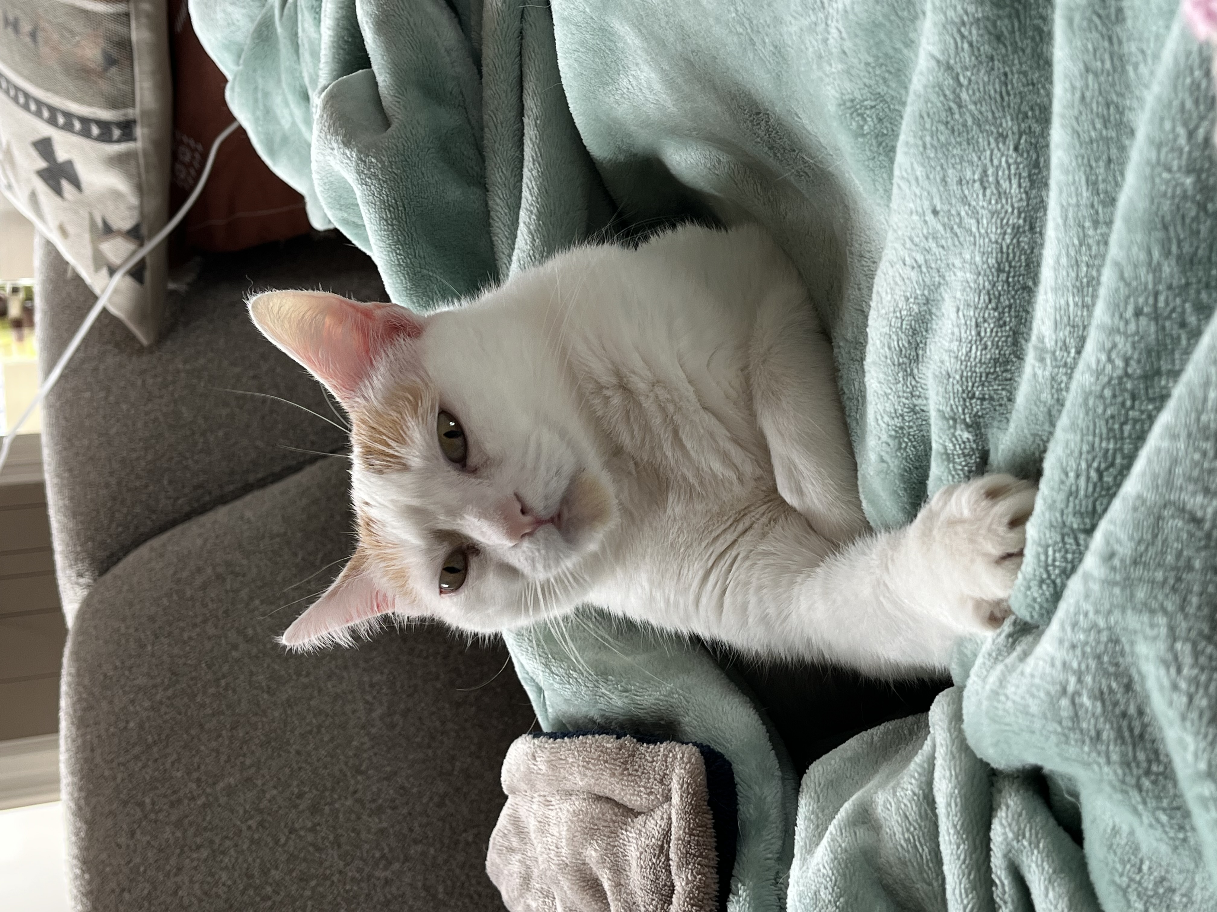 De Aristocraat van de Bank