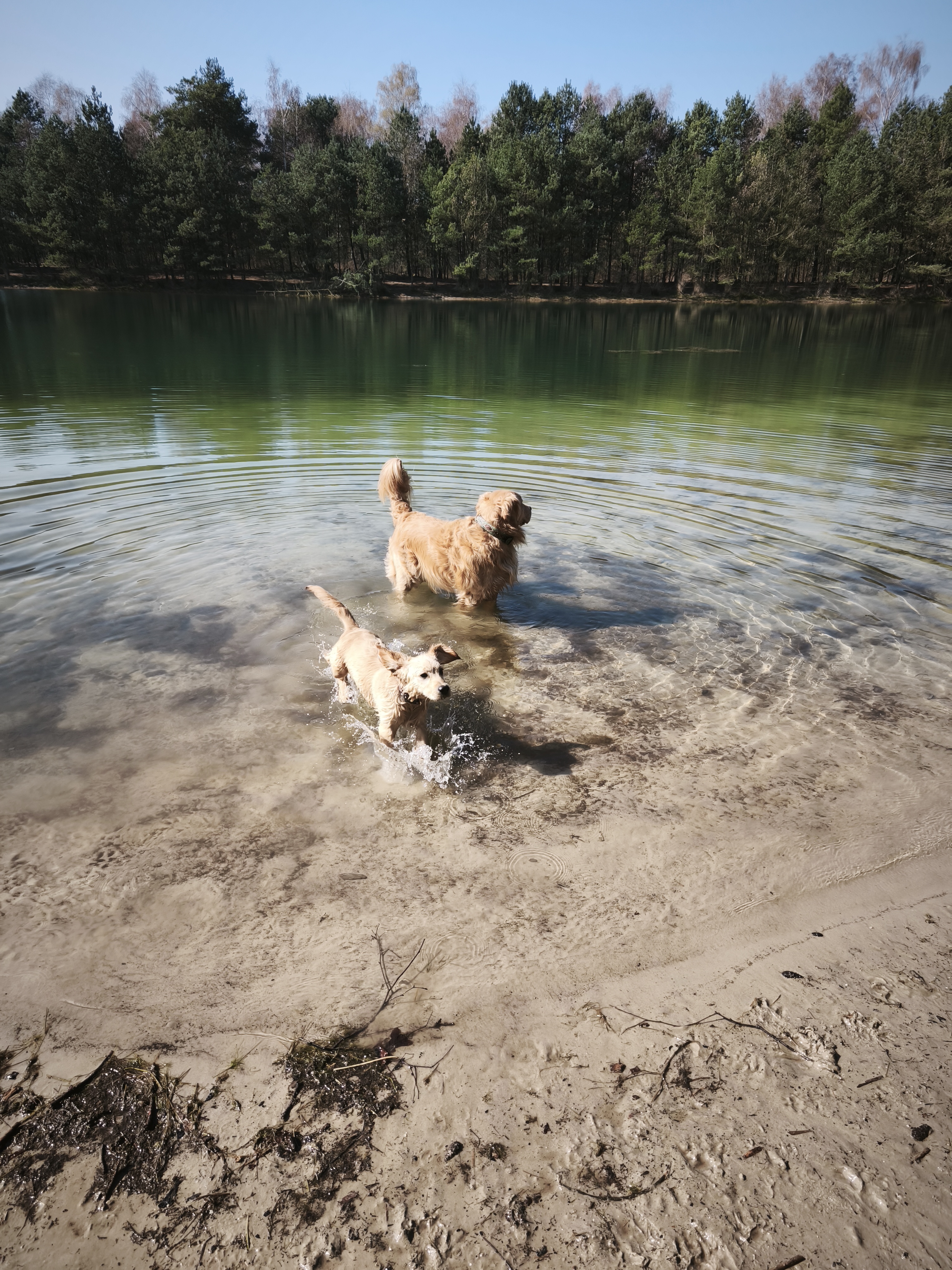 Hondenpret in de Natuur: Een Gouden Moment Vastgelegd
