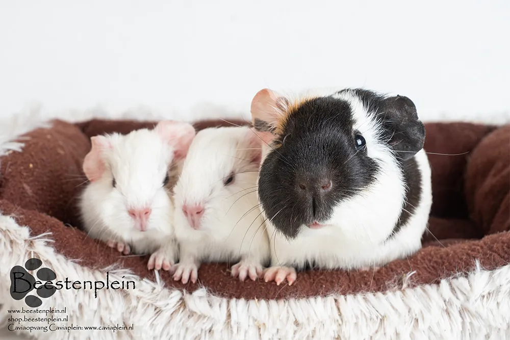 The Smore Photo