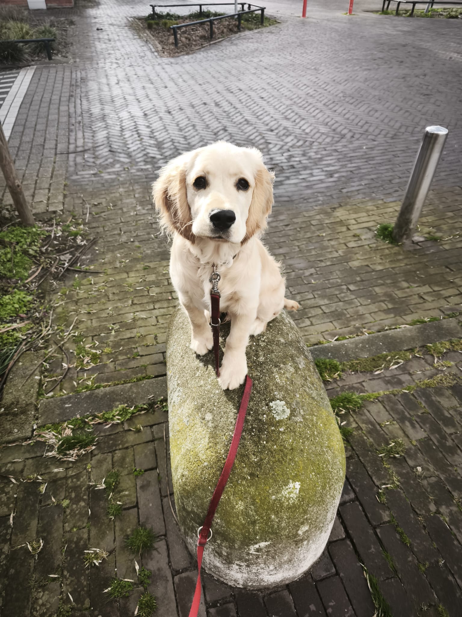 De Trots van de Straat: Hoe Compositie jouw Foto's kan Transformeren