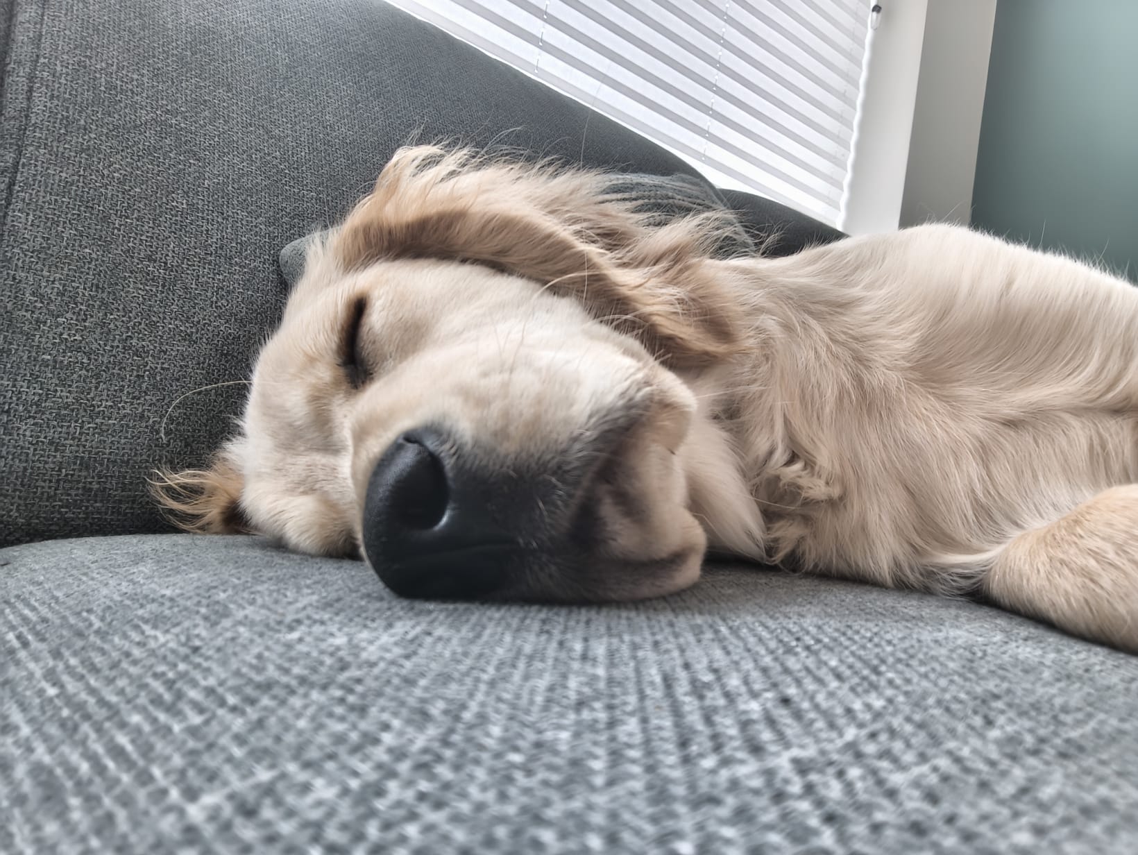 Slaperige Schoonheid