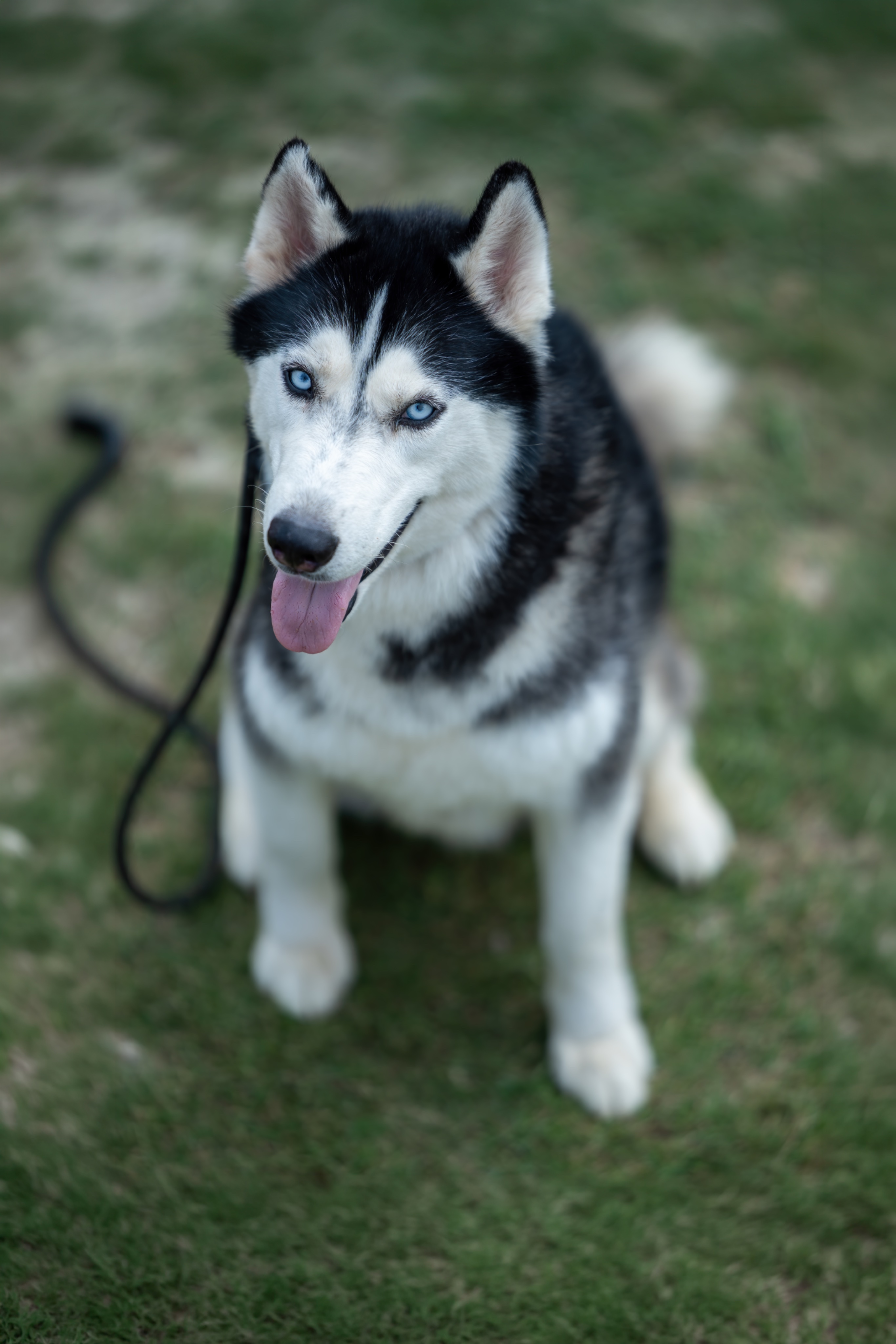 De Kwispelende Poolvriend