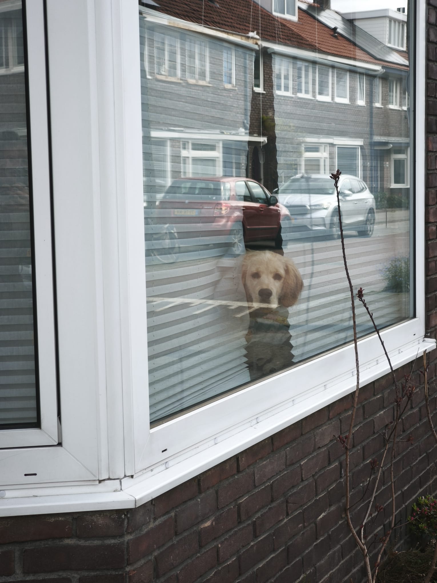 Reflecties van een Hond