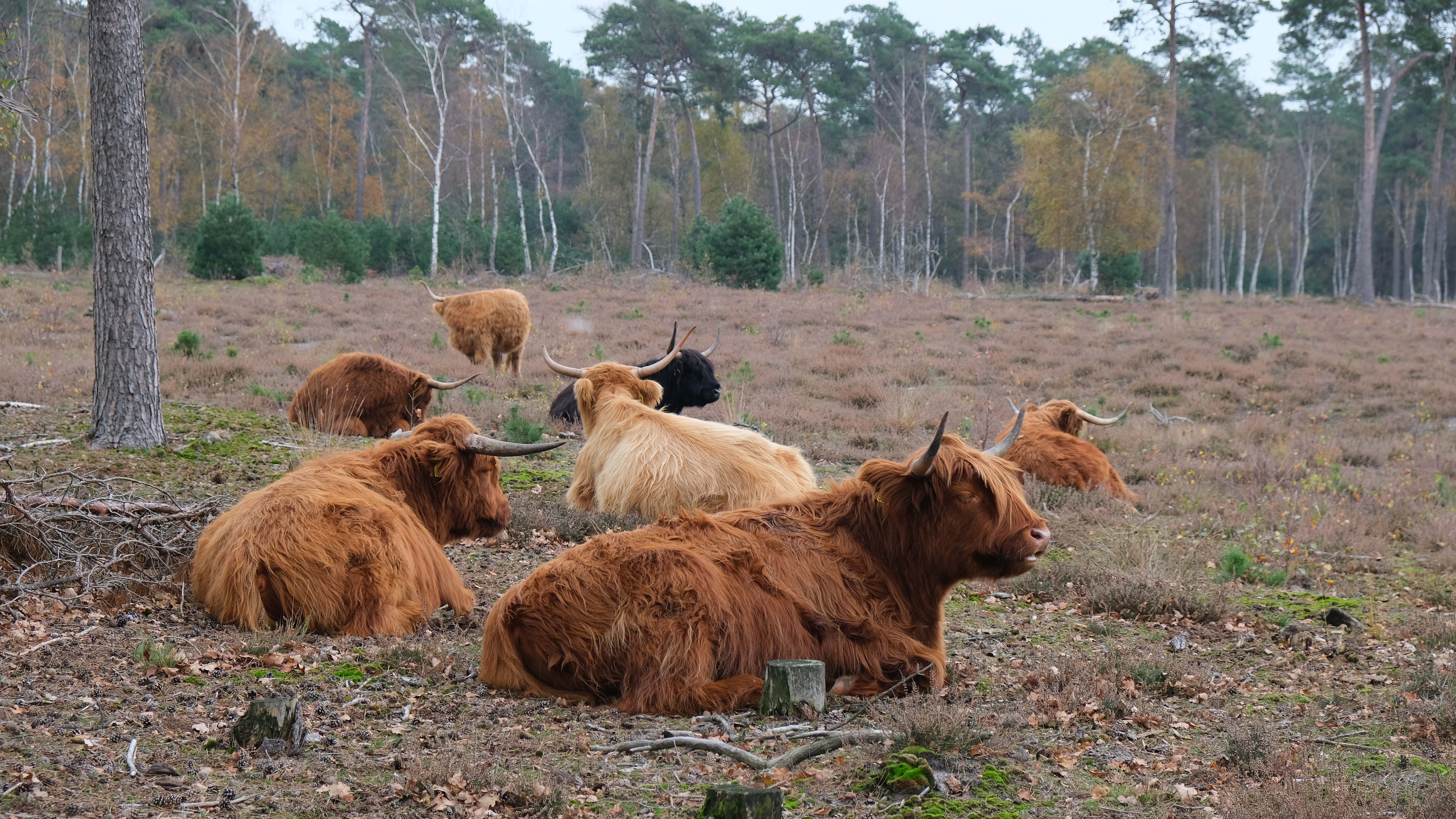 Scottish Highlanders on a Lazy Sunday