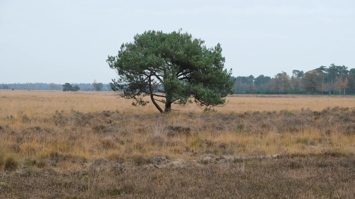 Het Eenzame Boompje