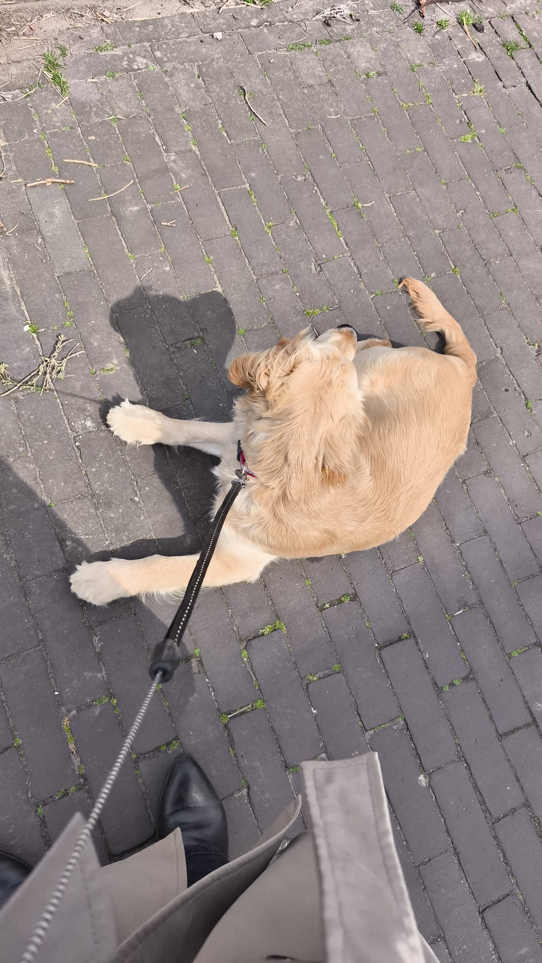 Pavement Pooch