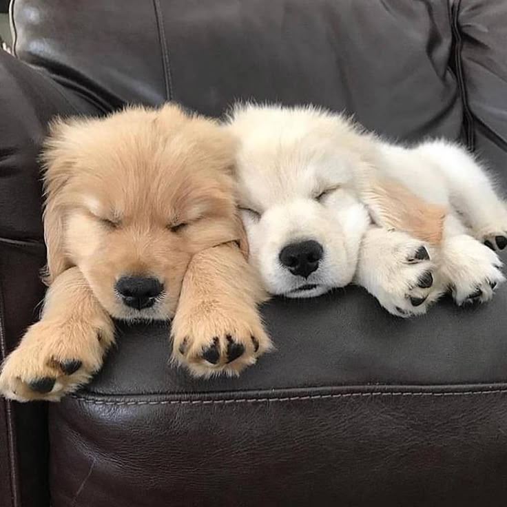 Slapende Puppy Pracht