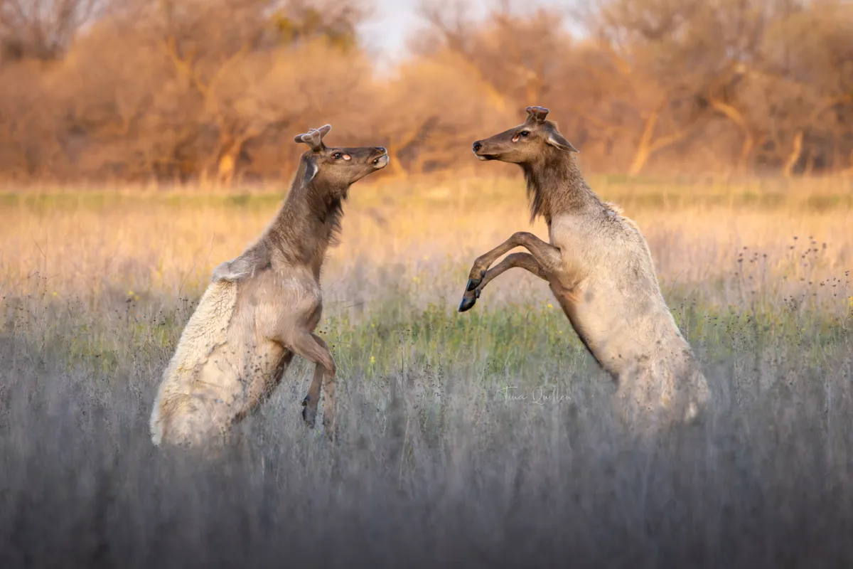 De Magie van Licht & Belichting: Dancing Deer Duel