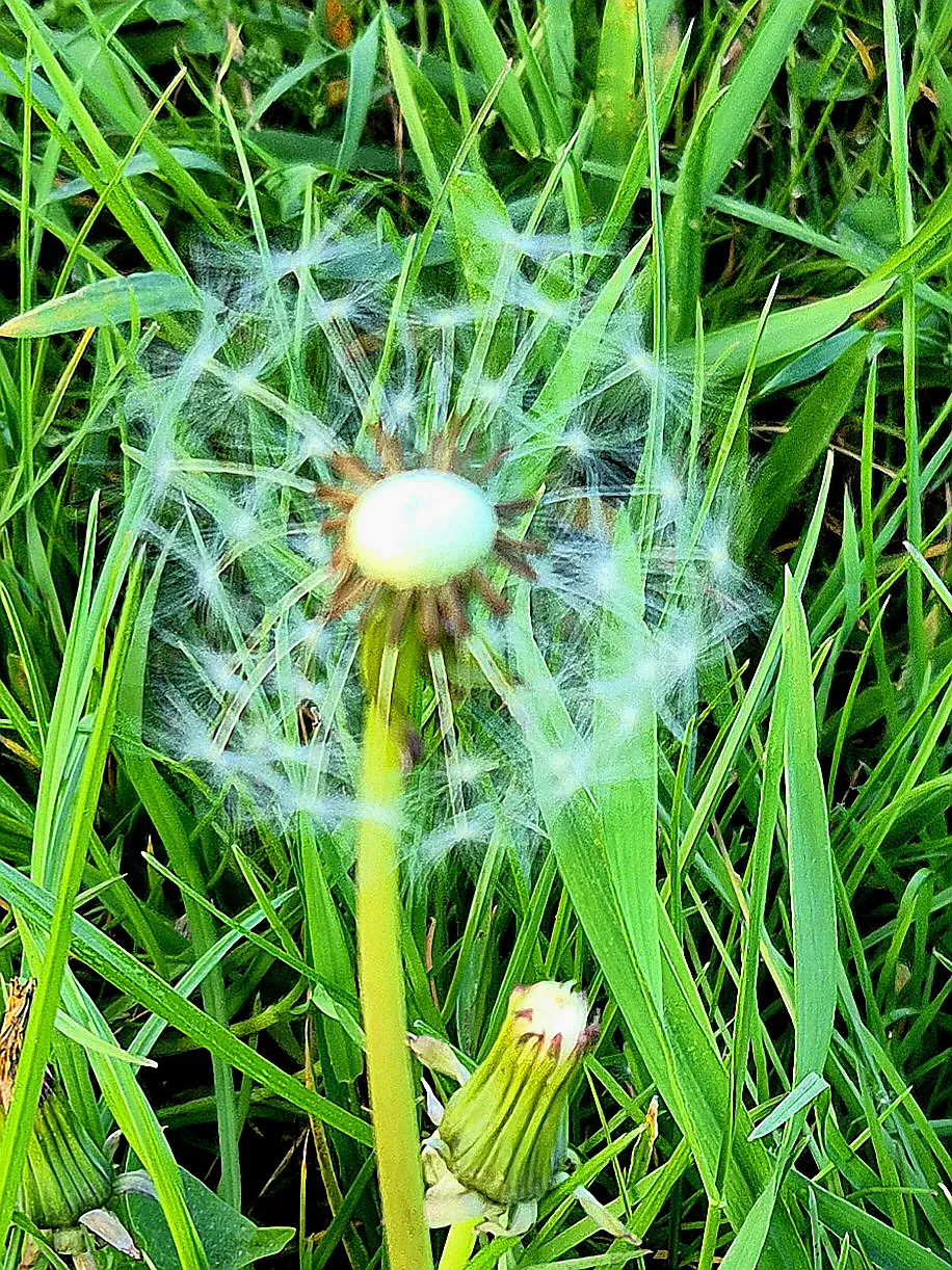 De Perfecte Compositie: Paardenbloem Close-Up Onder de Loep