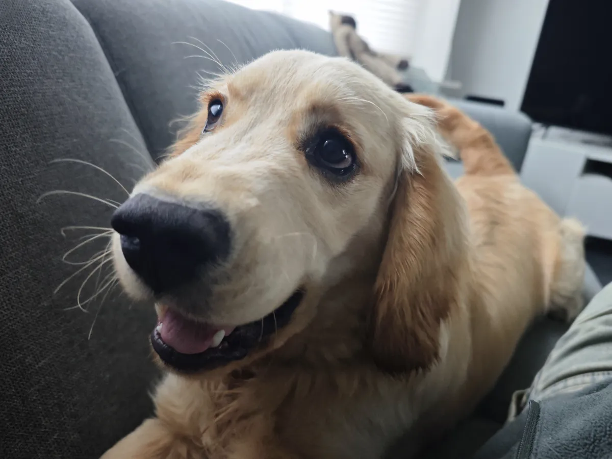 Blije Hond op de Bank