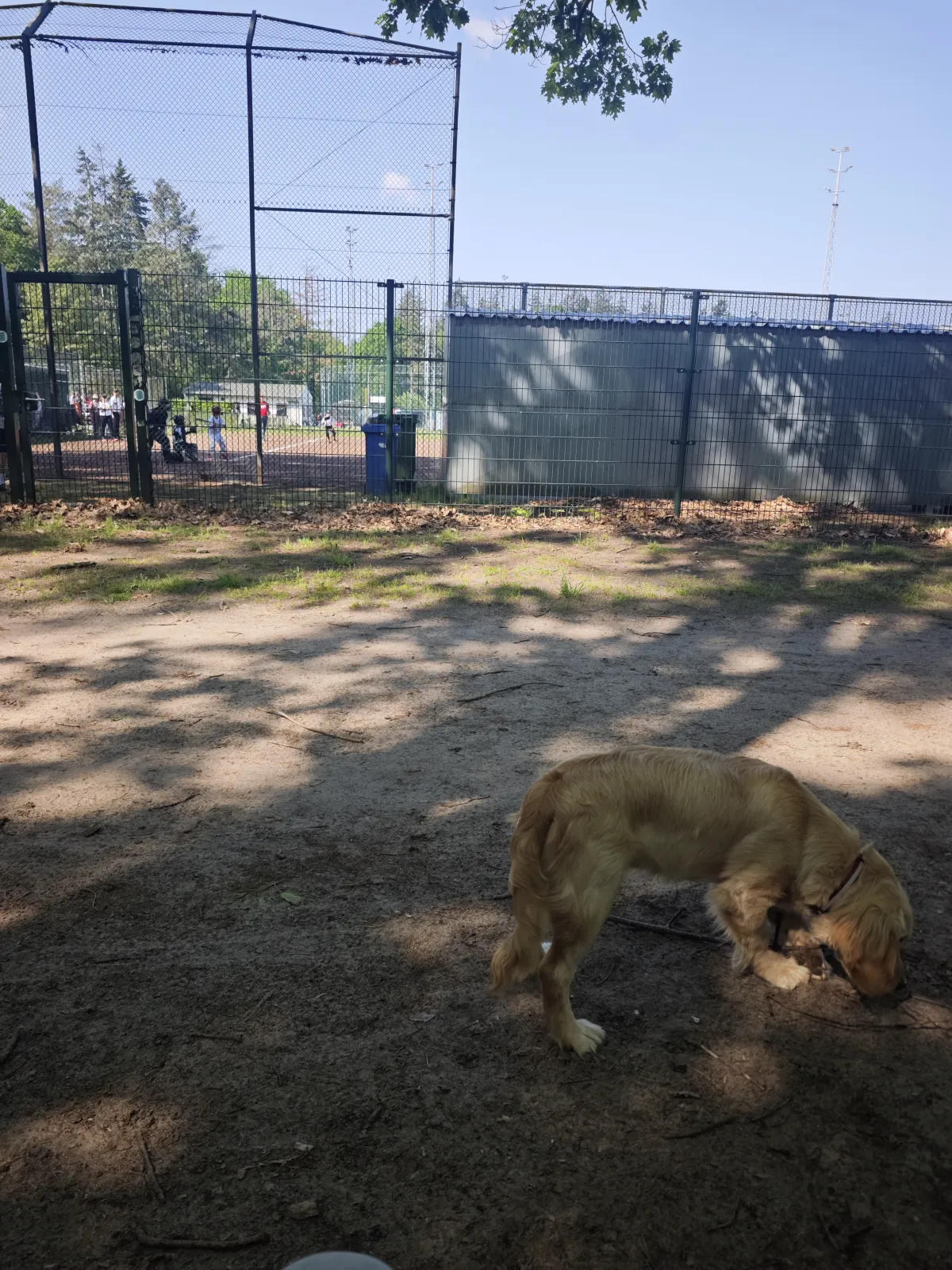 Hond Bij Honkbalveld