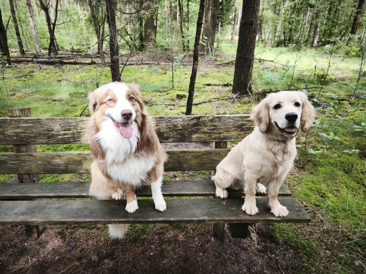 Dogs on a bench in the forest