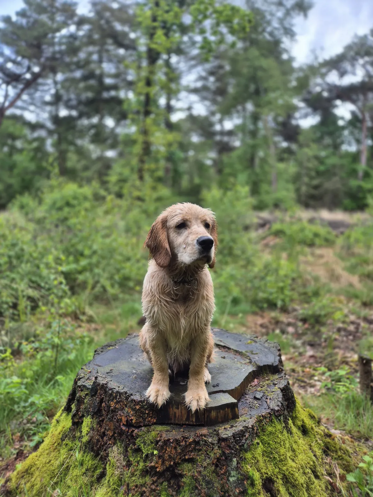 Dog on Tree Stump