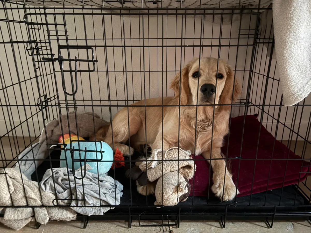 Hond in Kooi: Kleur en Sfeer in Beeld