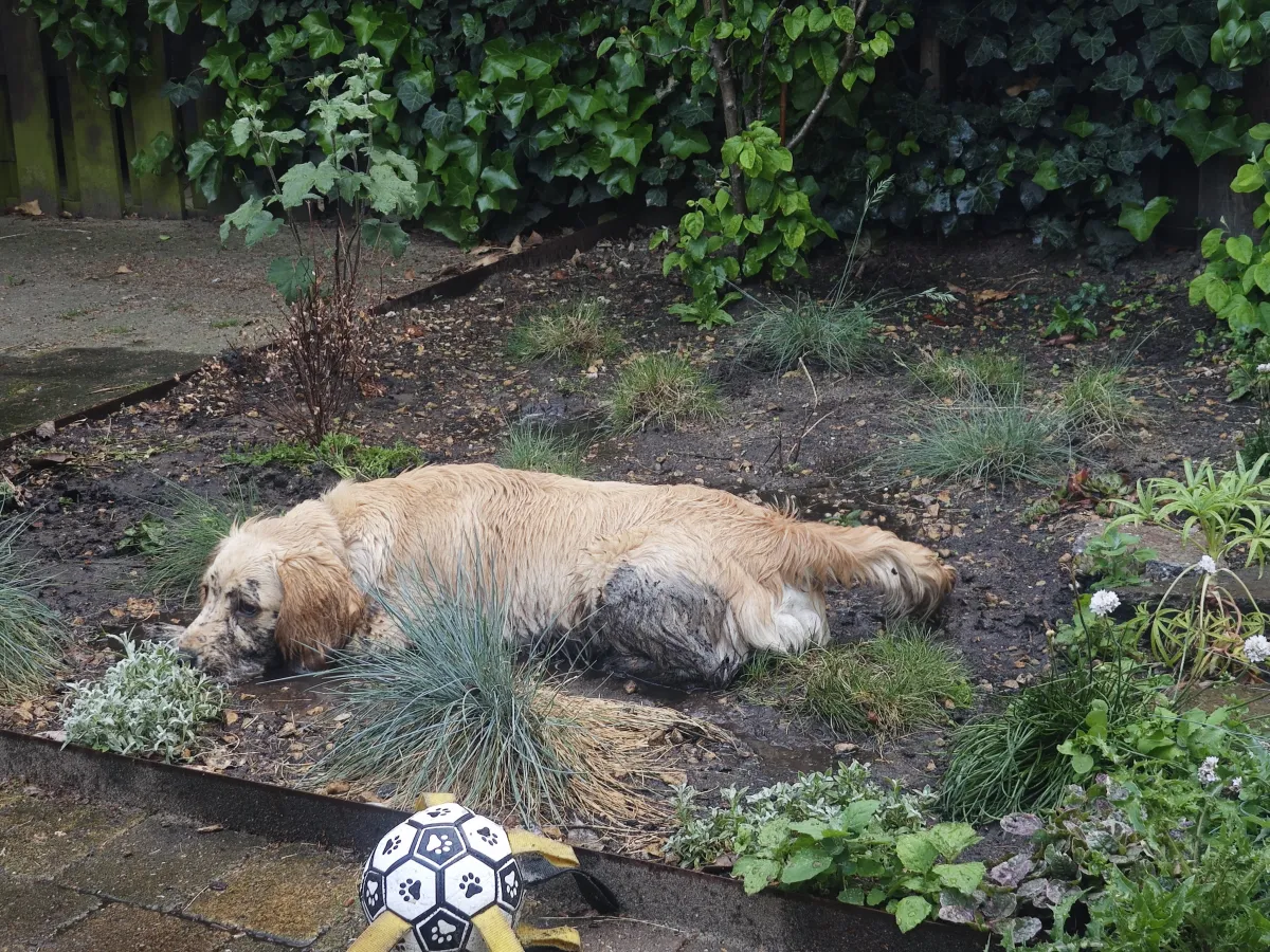 AI & De Toekomst van Fotografie: Een Modderige Hond en Zijn Verhaal