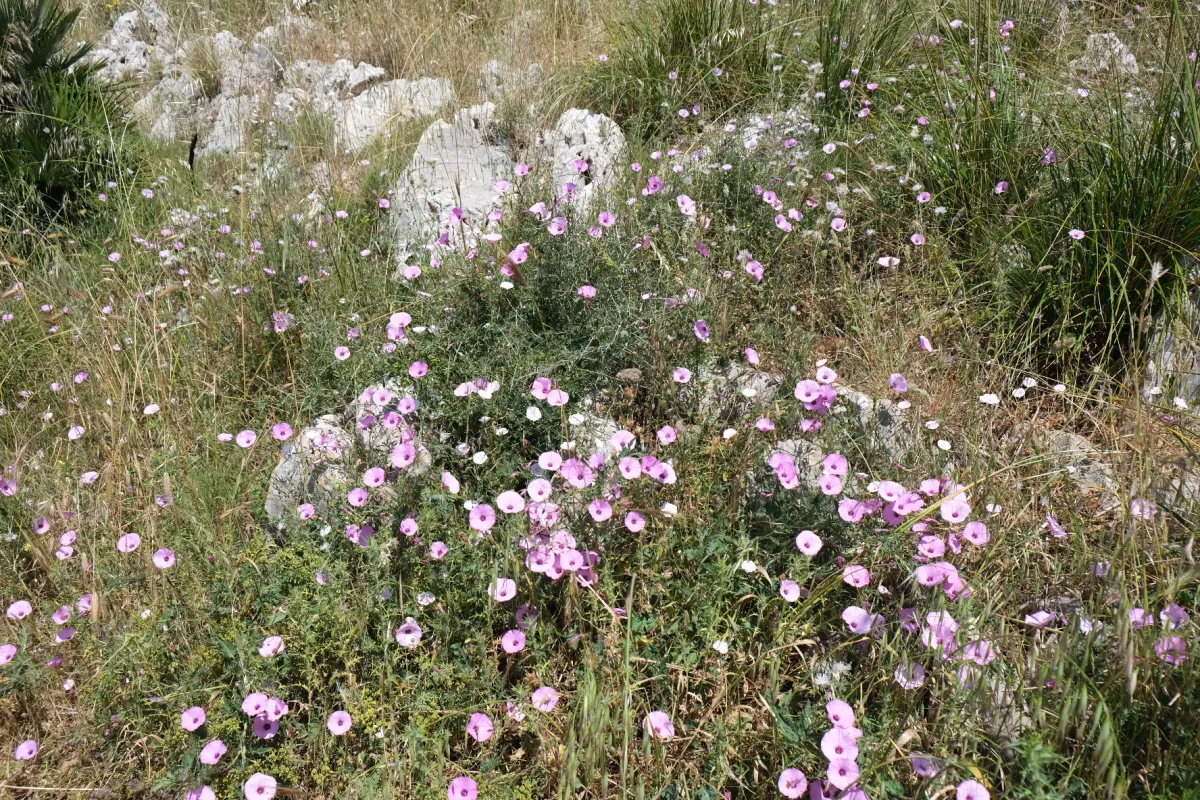 Wilde Bloemen in het Veld