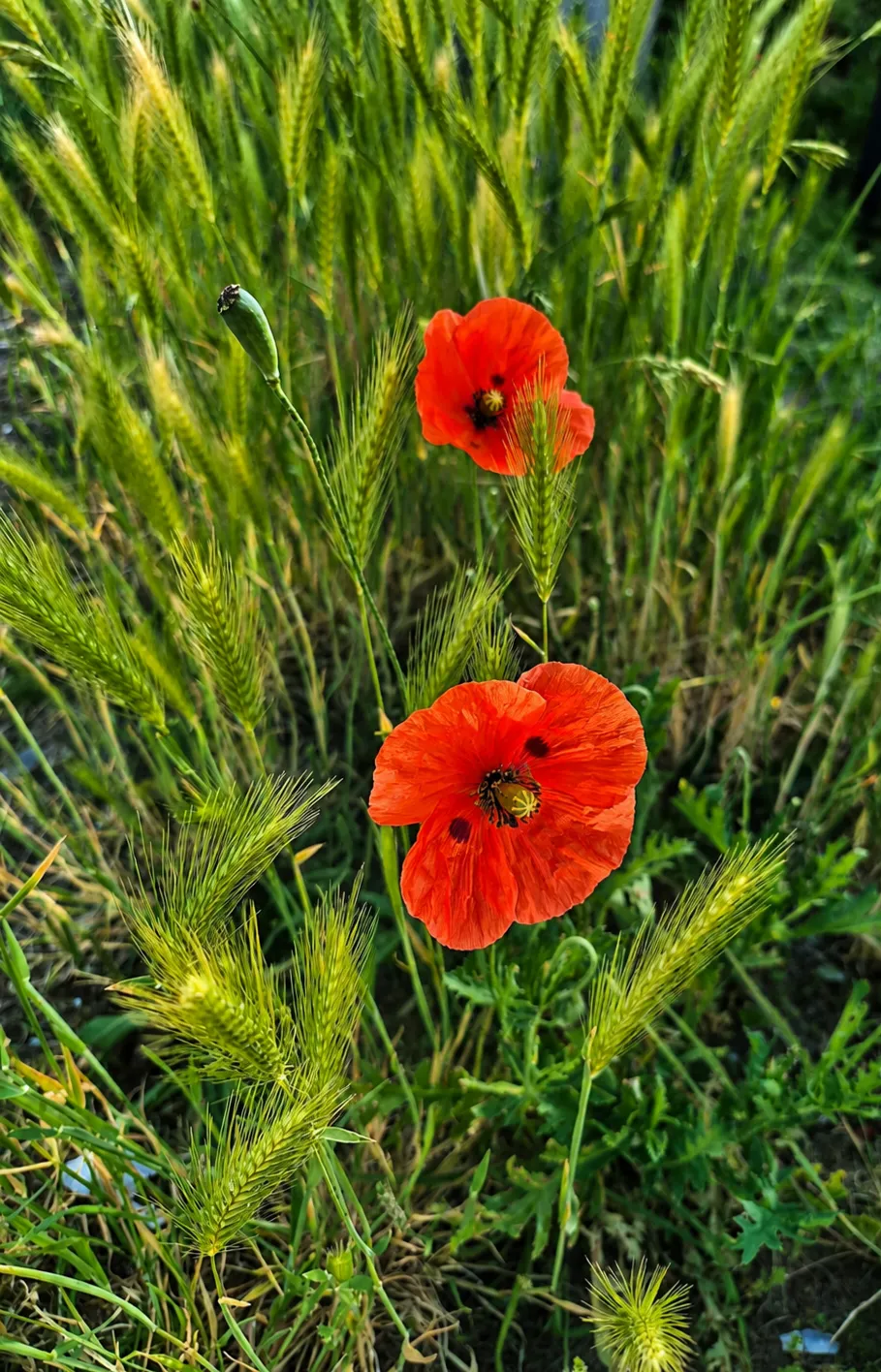 Klatschmohn im Gras
