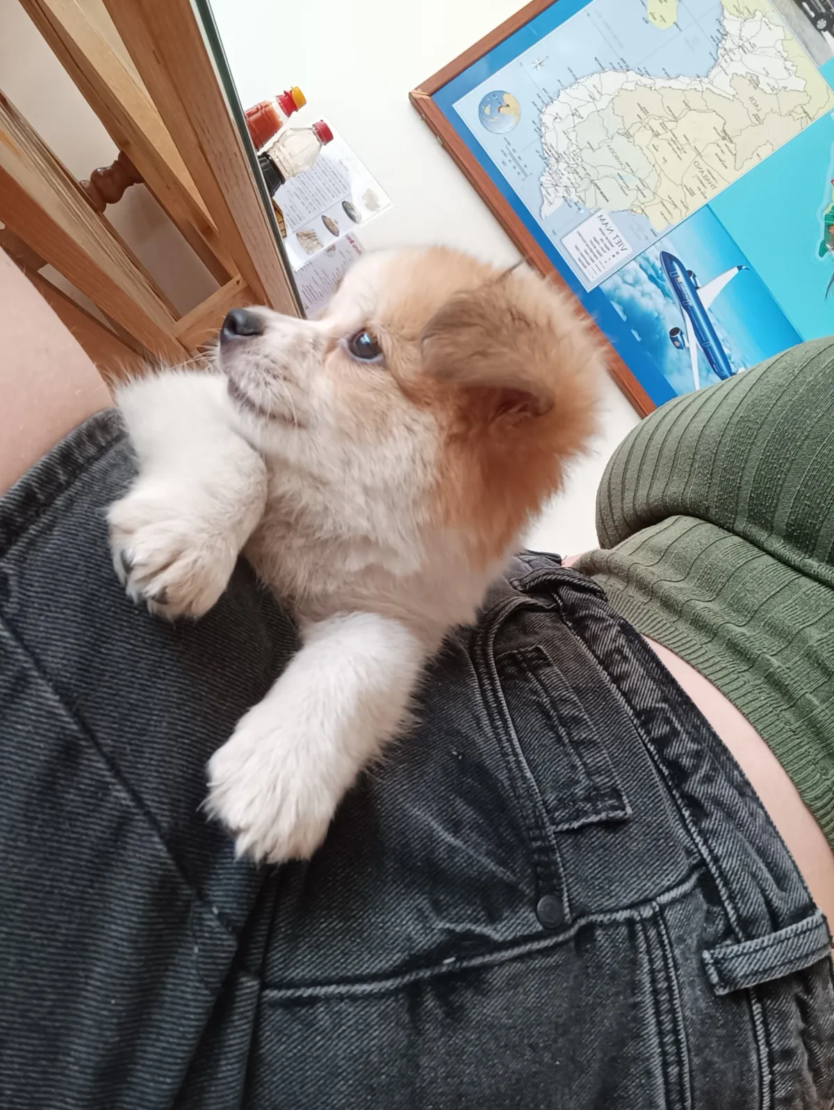 Hondje 