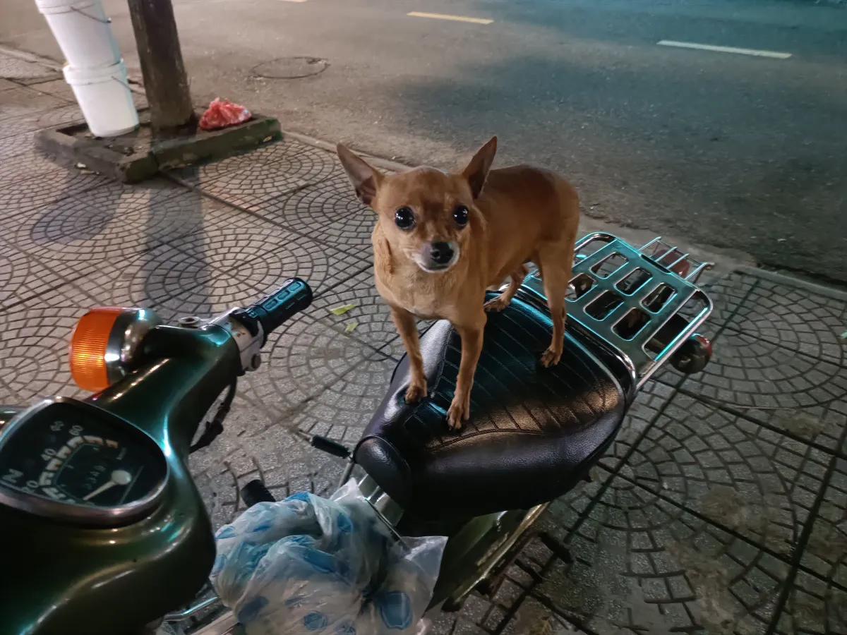 Hondje 