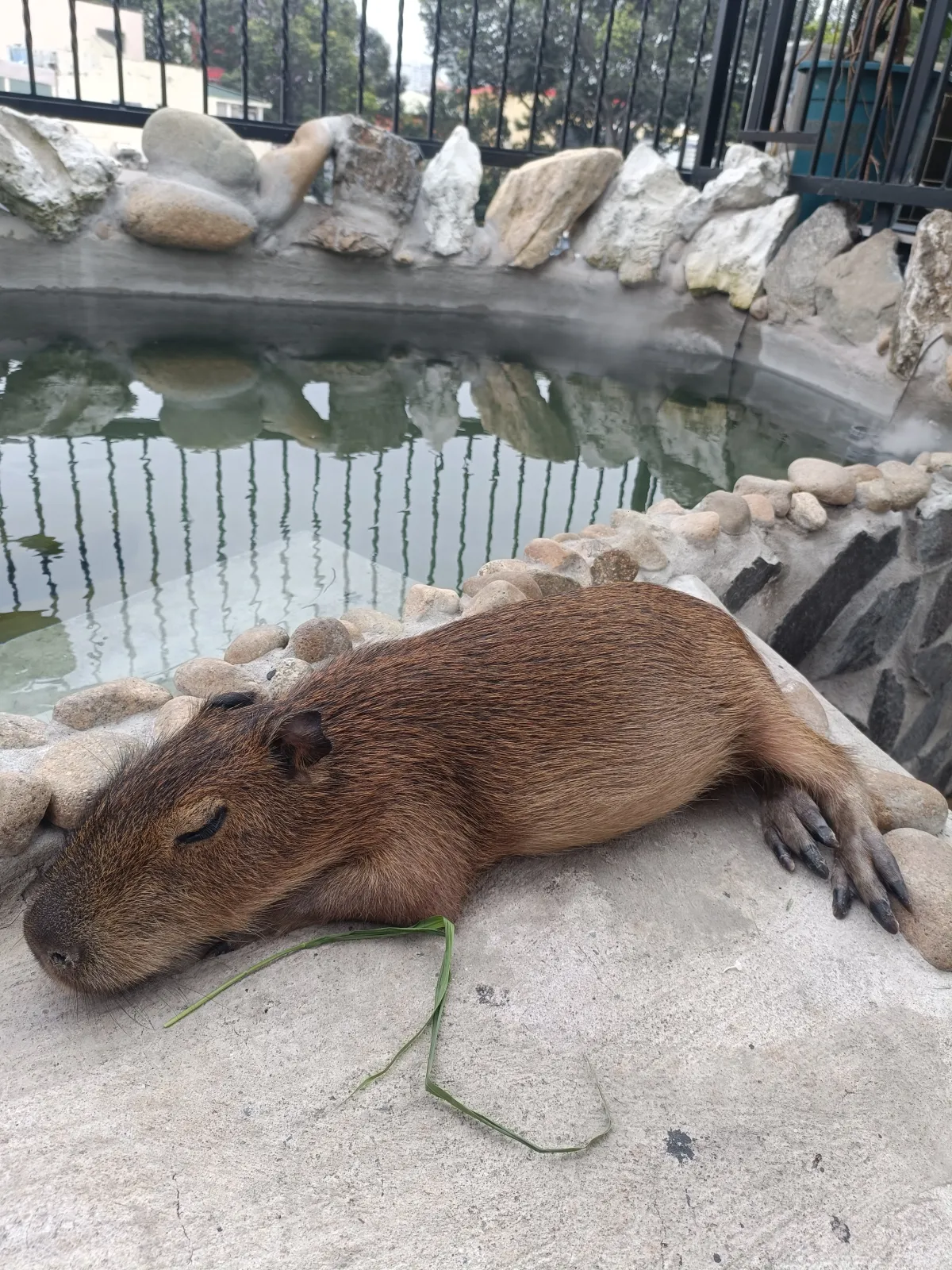 Capybara 