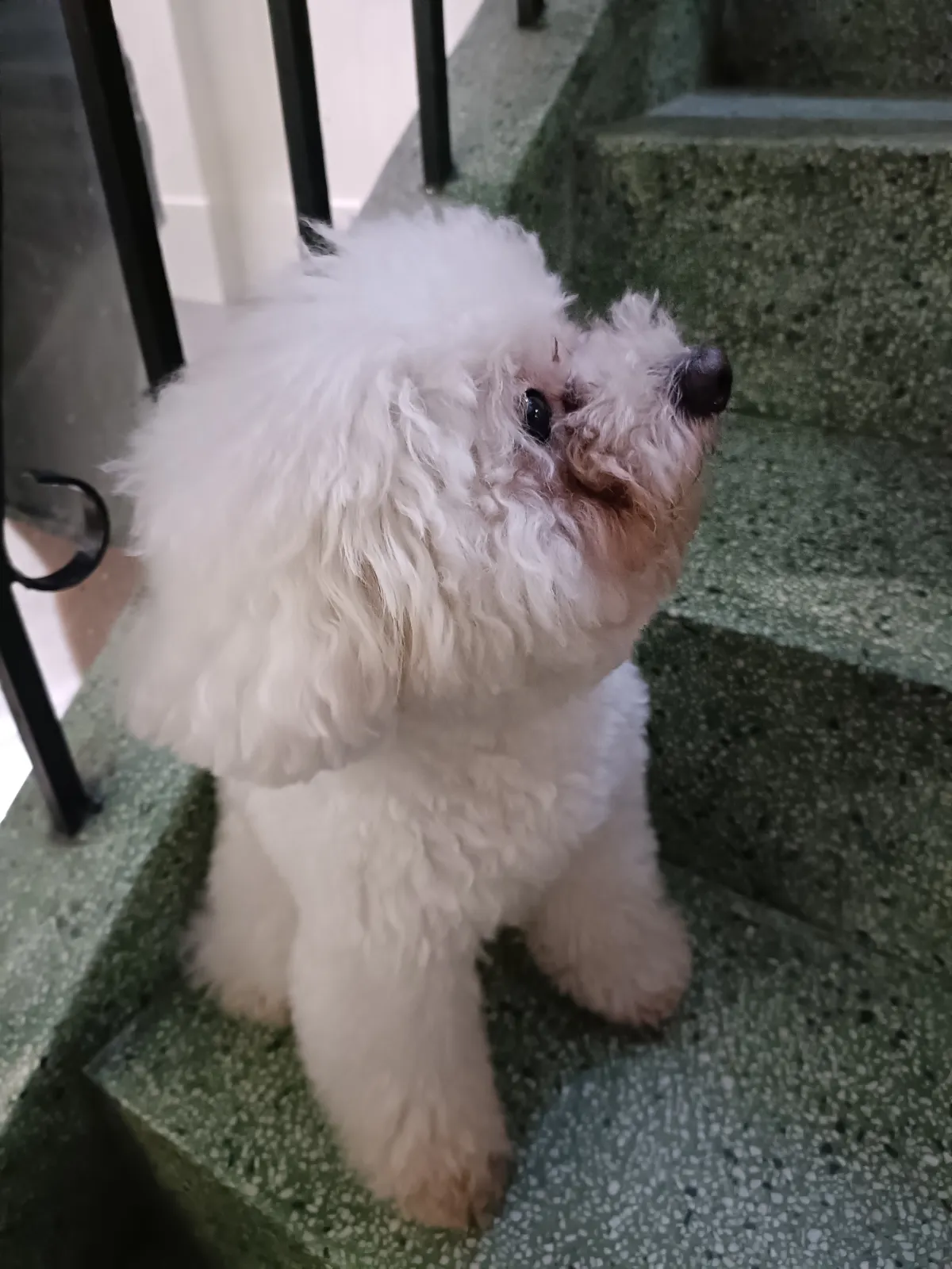 Hondje 