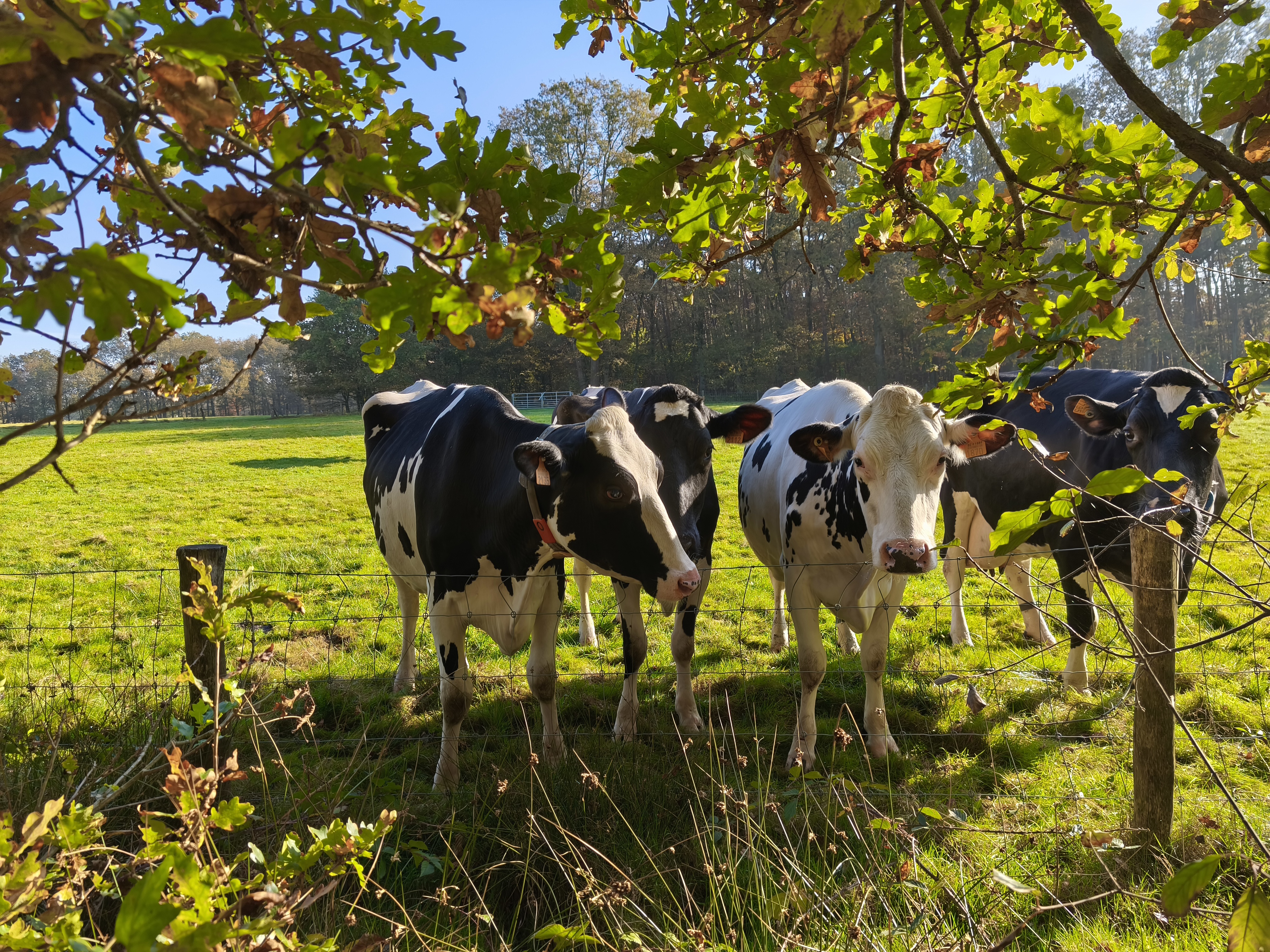 Community foto – The Smore Gallerij