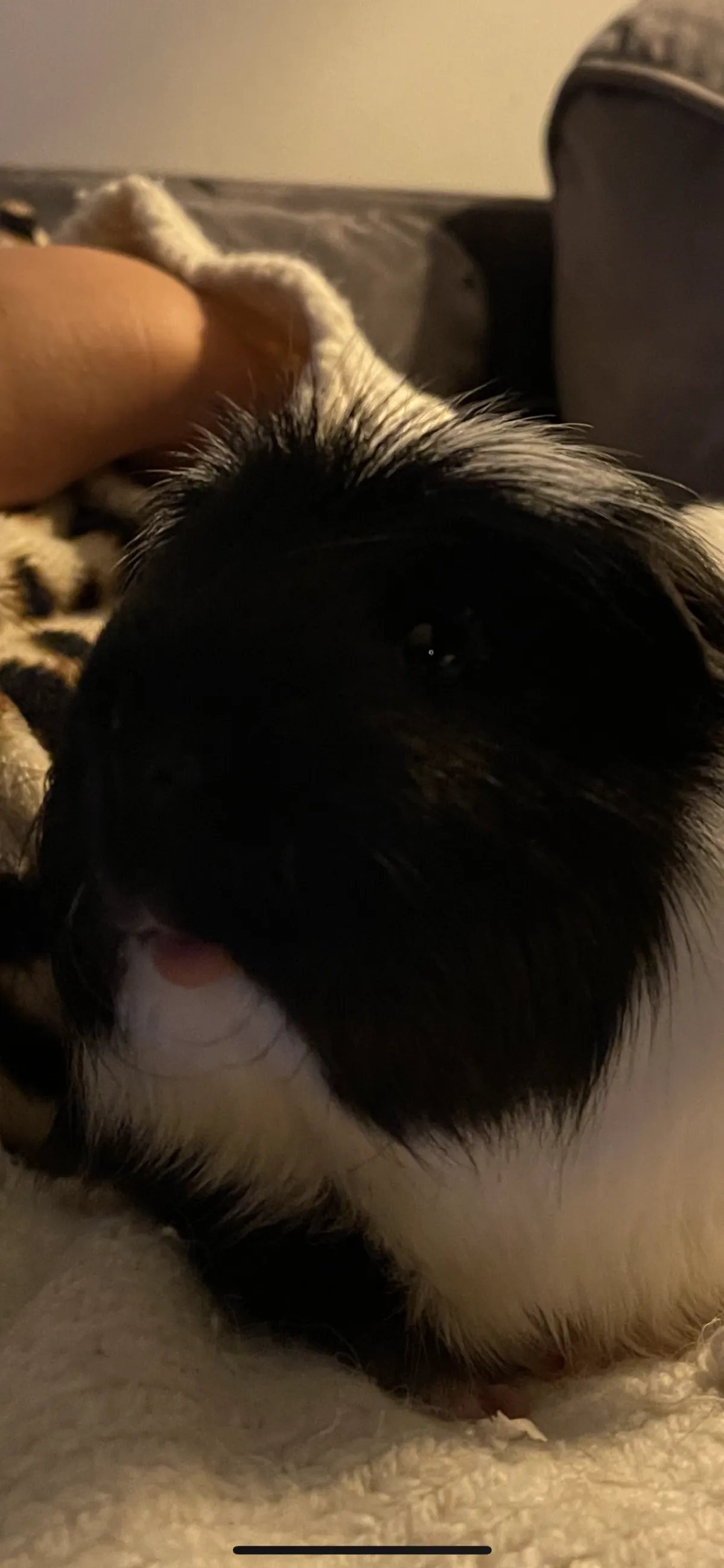The Smore Photo