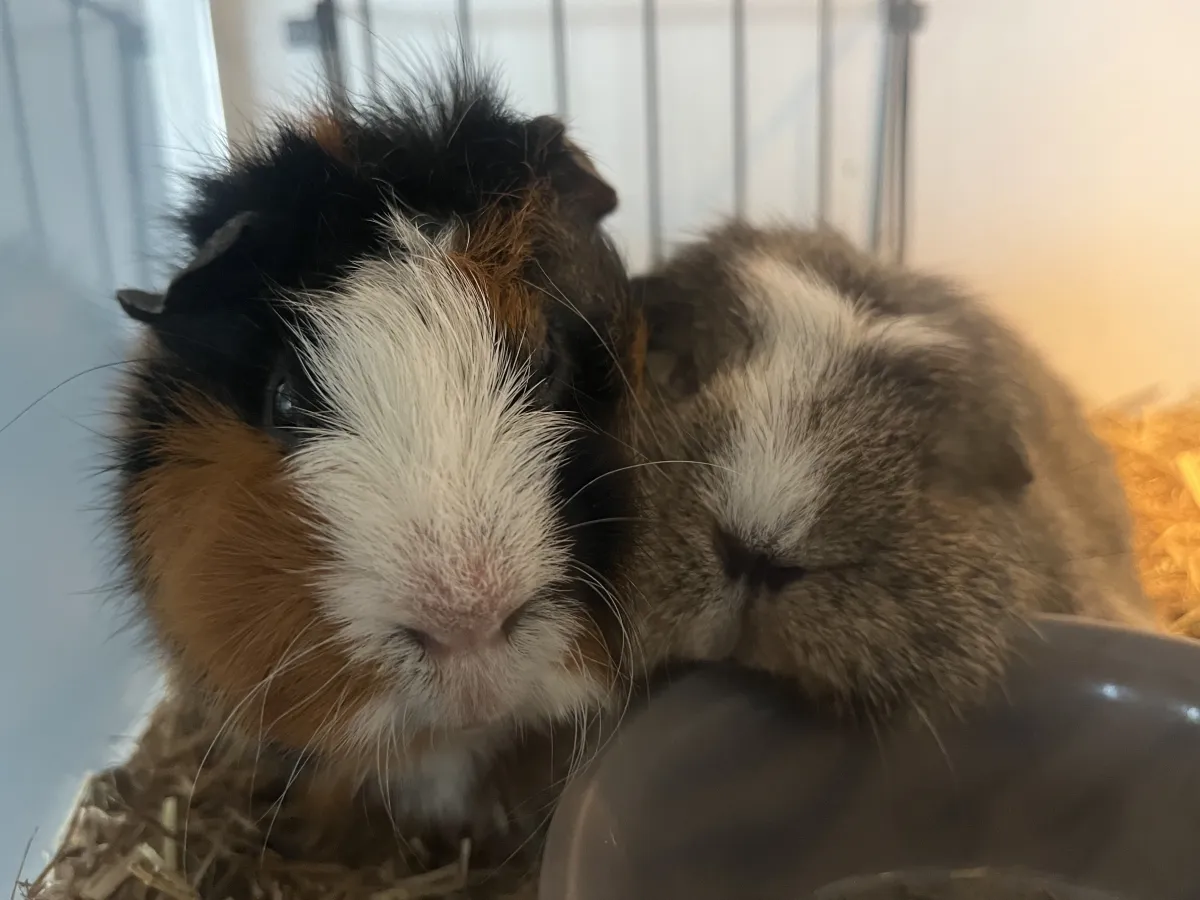 The Smore Photo